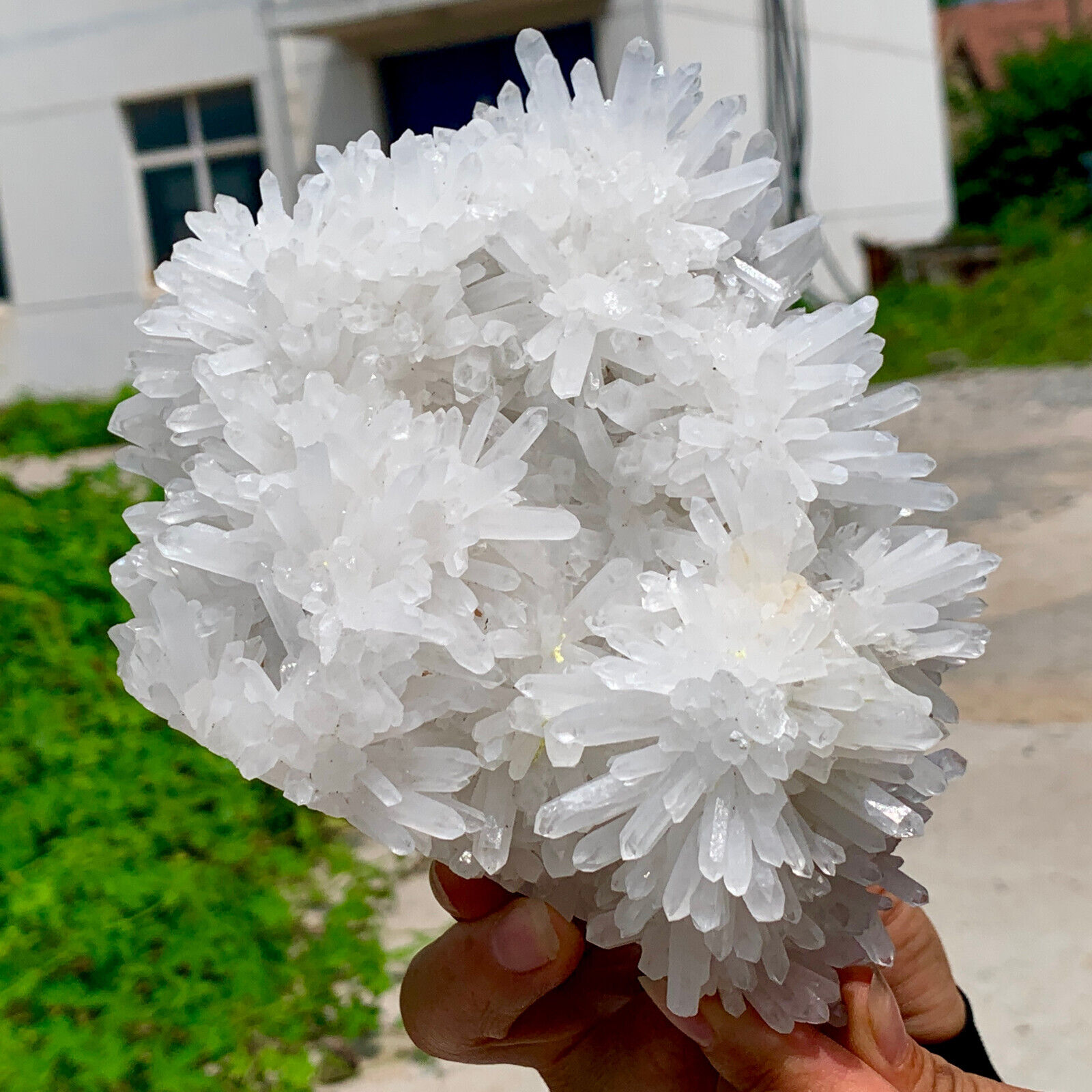 2.4LB Natural and beautiful whitechrysanthemum quartz crystal clusterhealing