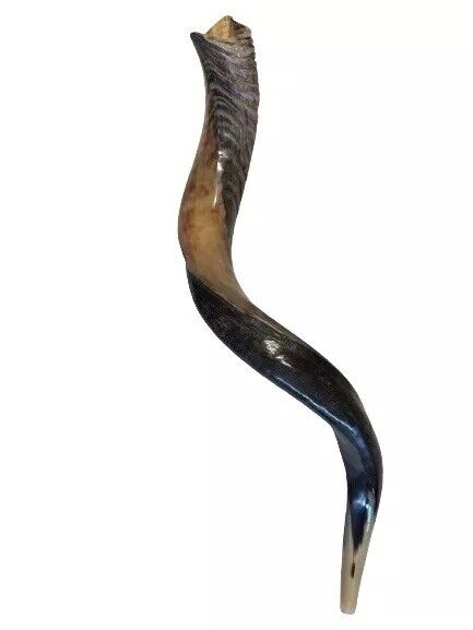Yemenite Shofar Kudu Horn 27”-31”(70-80cm) KOSHER Made 