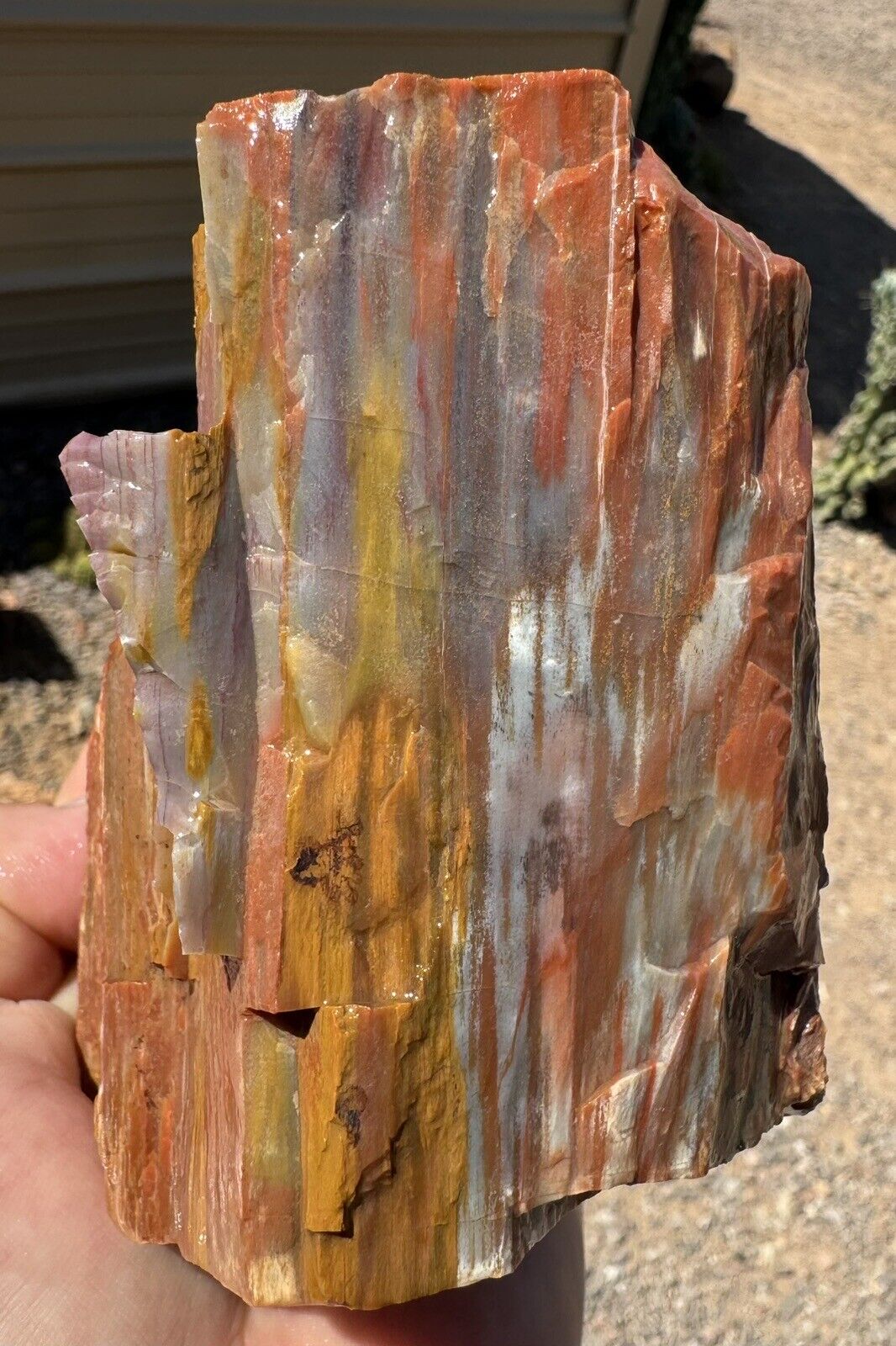 Arizona Rainbow Petrified Wood 2p 12oz Nice Quality