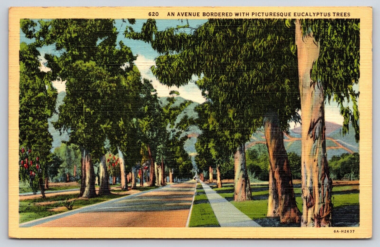 California, Eucalyptus Trees, Landscape, Antique, Vintage Postcard