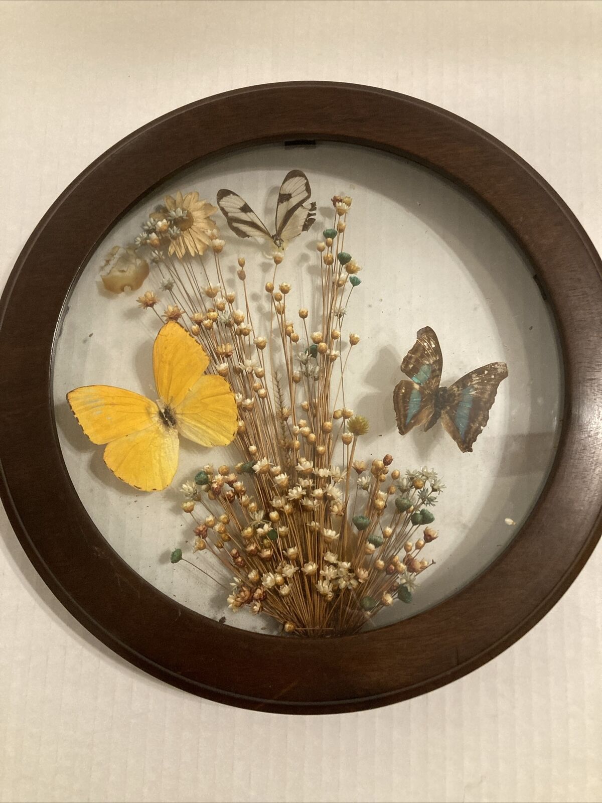 Vintage Dried Flower Real Butterfly Oval Wood Framed  Taxidermy Wall Art