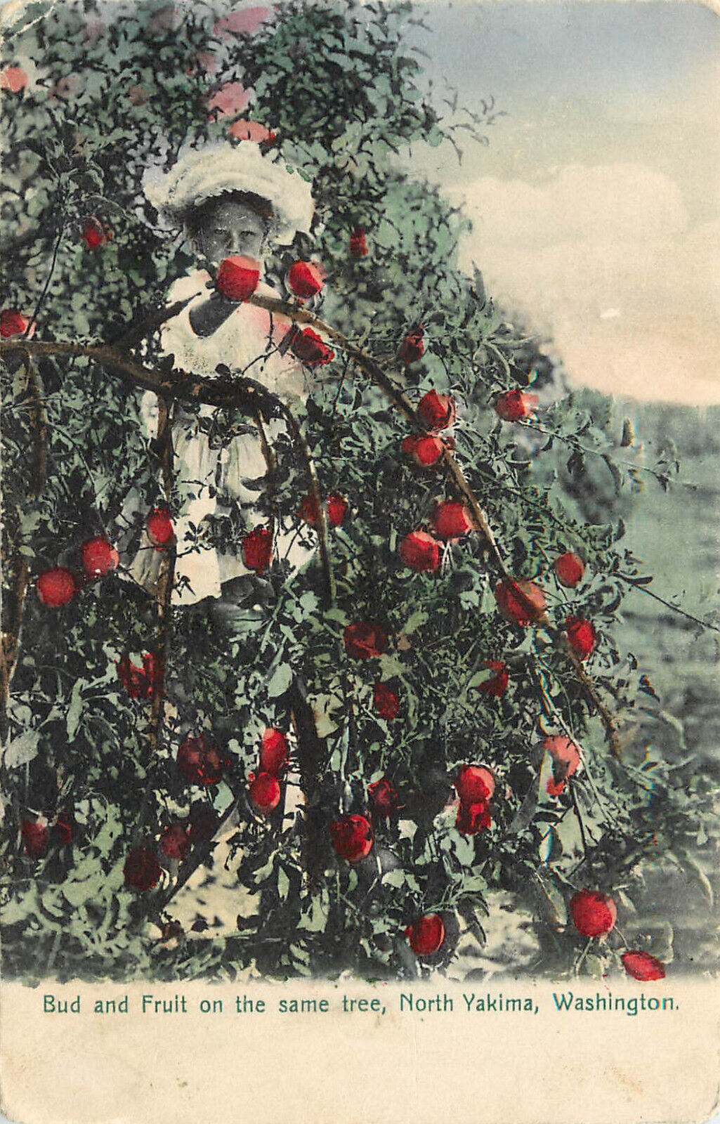 Hand Colored Postcard Bud and Fruit on the Same Apple Tree Yakima WA