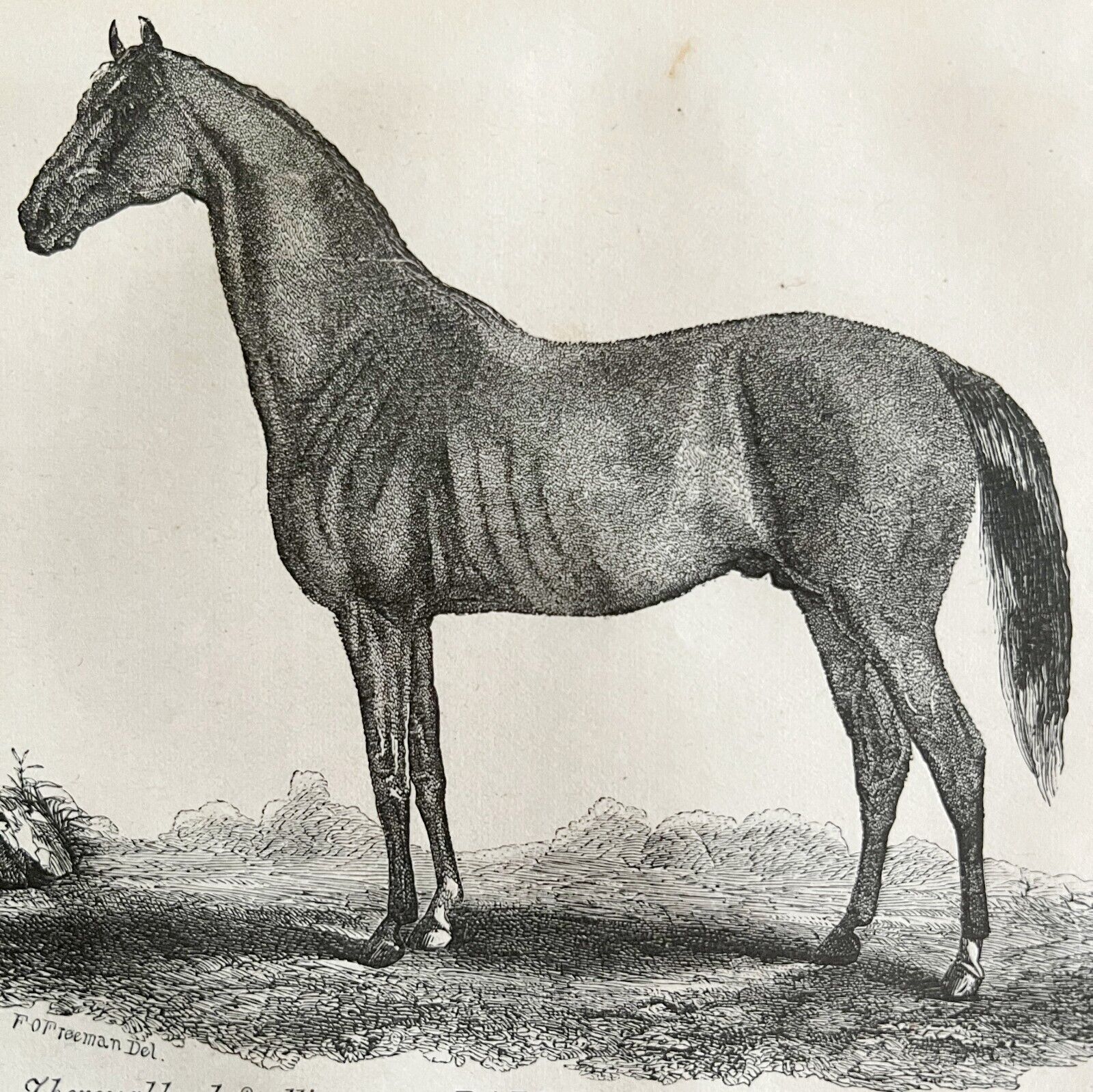 Balrownie Thoroughbred Stallion 1863 Victorian Agriculture Horse Art DWZ4A