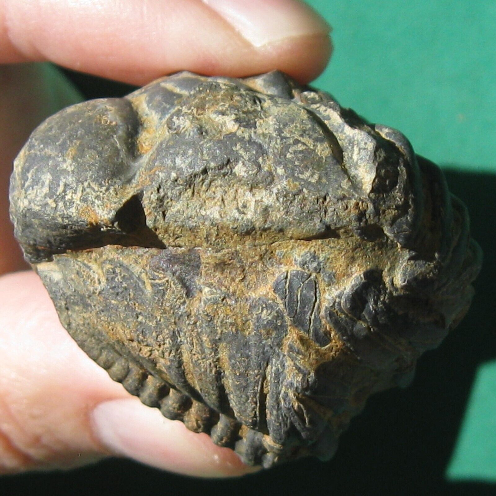 Super Rare Trilobite Fossil Wolfartaspis cornutus Bolivia