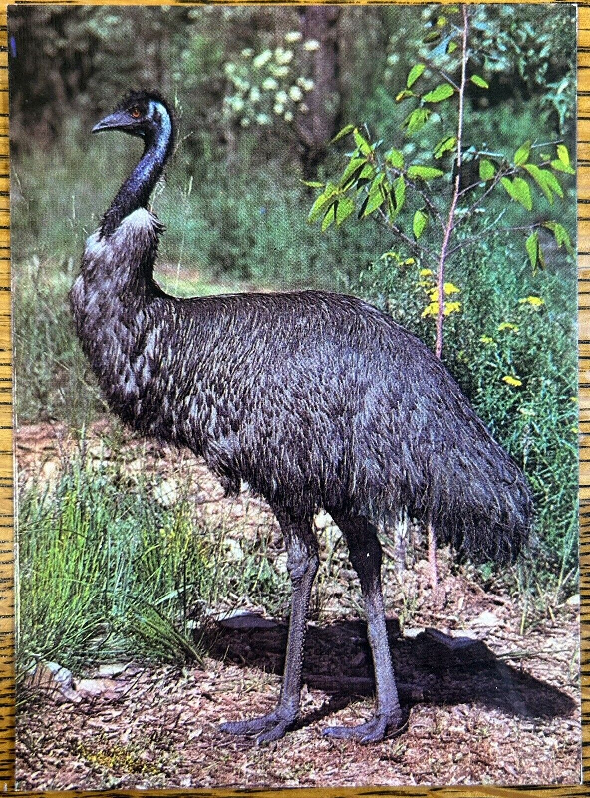 The Emu Vintage Color Photo Postcard, National View Australia Unposted Card