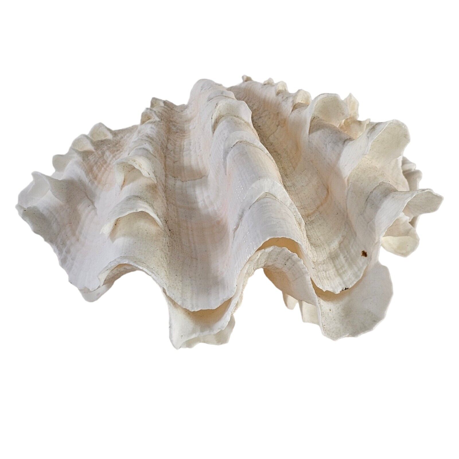 Vintage Estate Seashell ” Ruffled Clam Shell Tridacna Gigas Sea Shell Set 4\