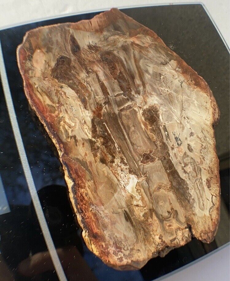 Petrified Wood Slab 344 Gram/both Sides Polished,Bark Ring On/Beautiful Specimen
