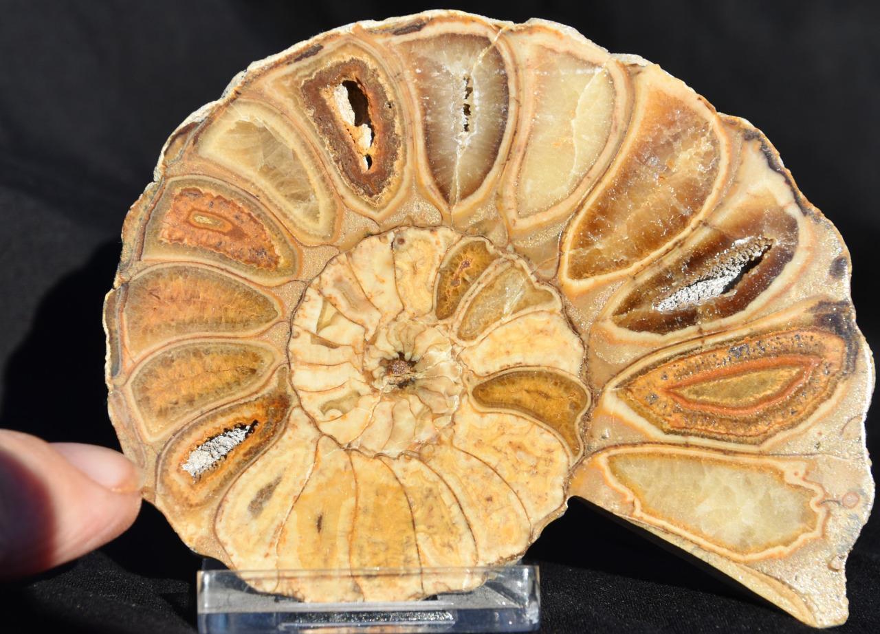 2525 RARE TEXAS SINGLE Ammonite 94gm Med 96mm Calycoceras Tarrant One HALF 3.2