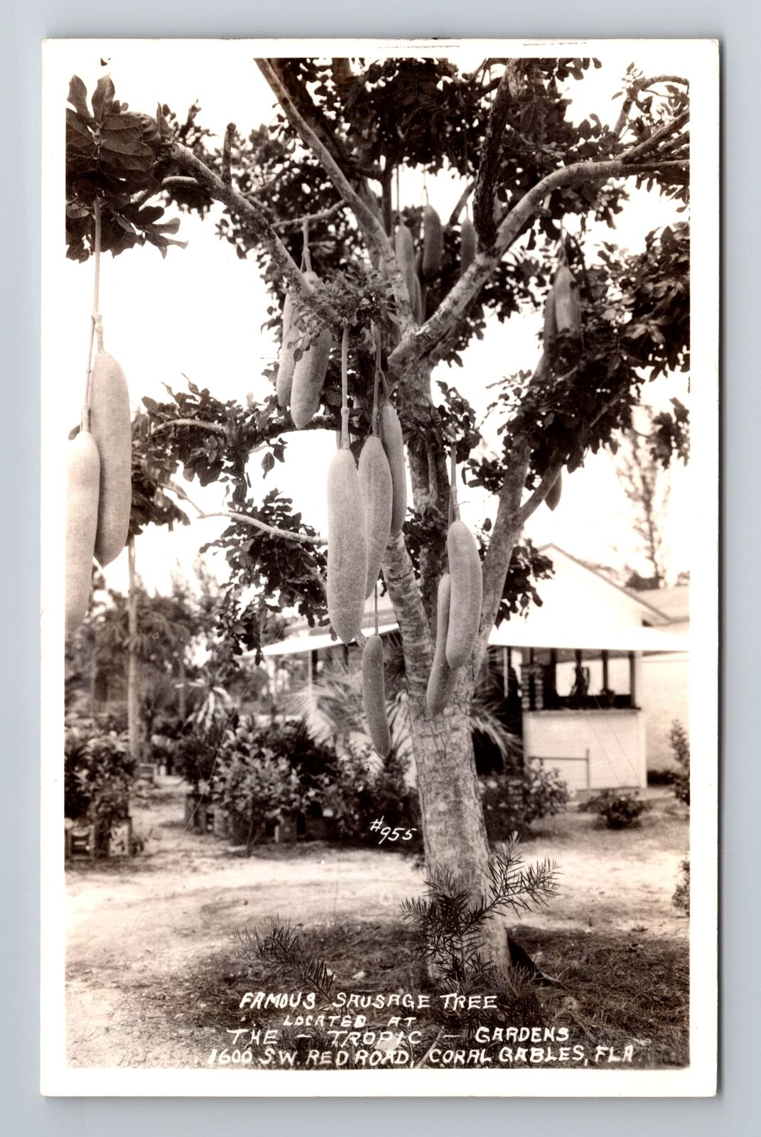 Coral Gables FL-Florida RPPC Famous Sausage Tree Tropic Gardens Vintage Postcard