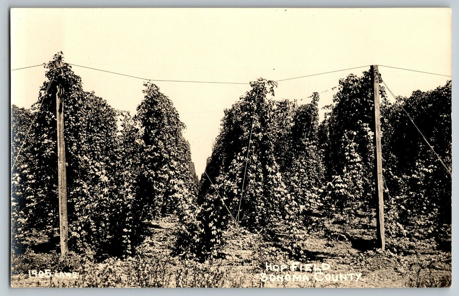 RPPC Vintage Postcard - Hopfield - Sonoma County - Real Photo - Unposted
