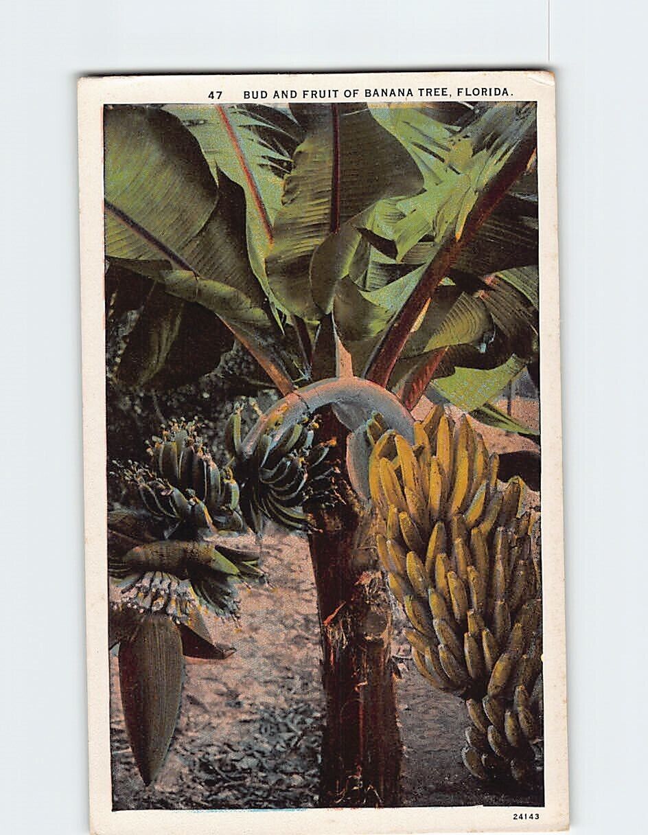 Postcard Bud And Fruit Of Banana Tree, Florida