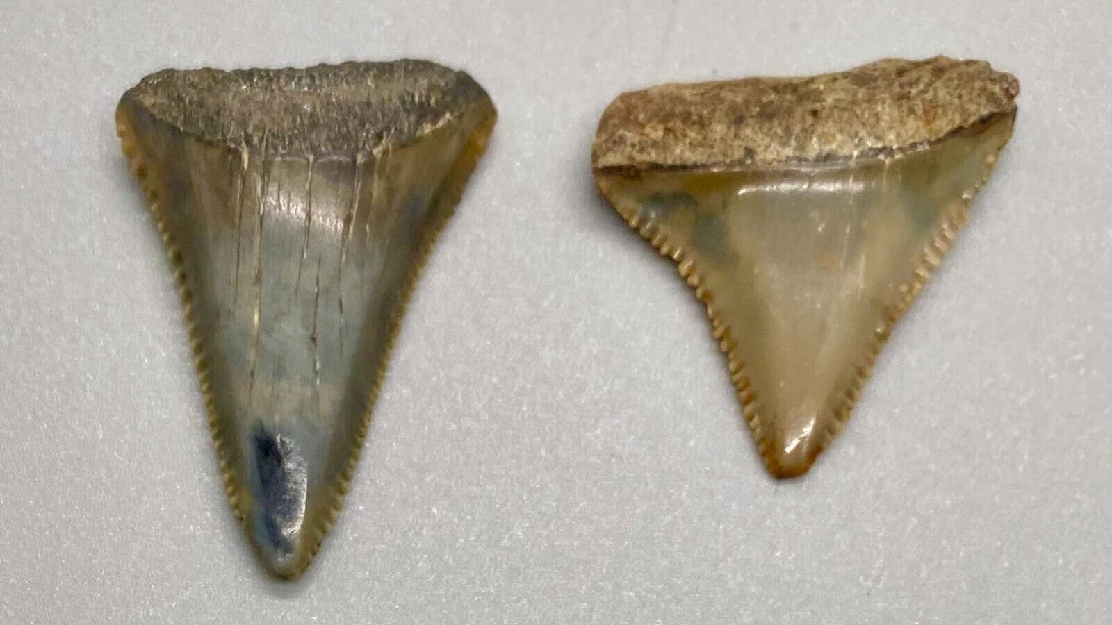 Pair of colorful, serrated Fossil GREAT WHITE Shark Teeth, St. John's River FL