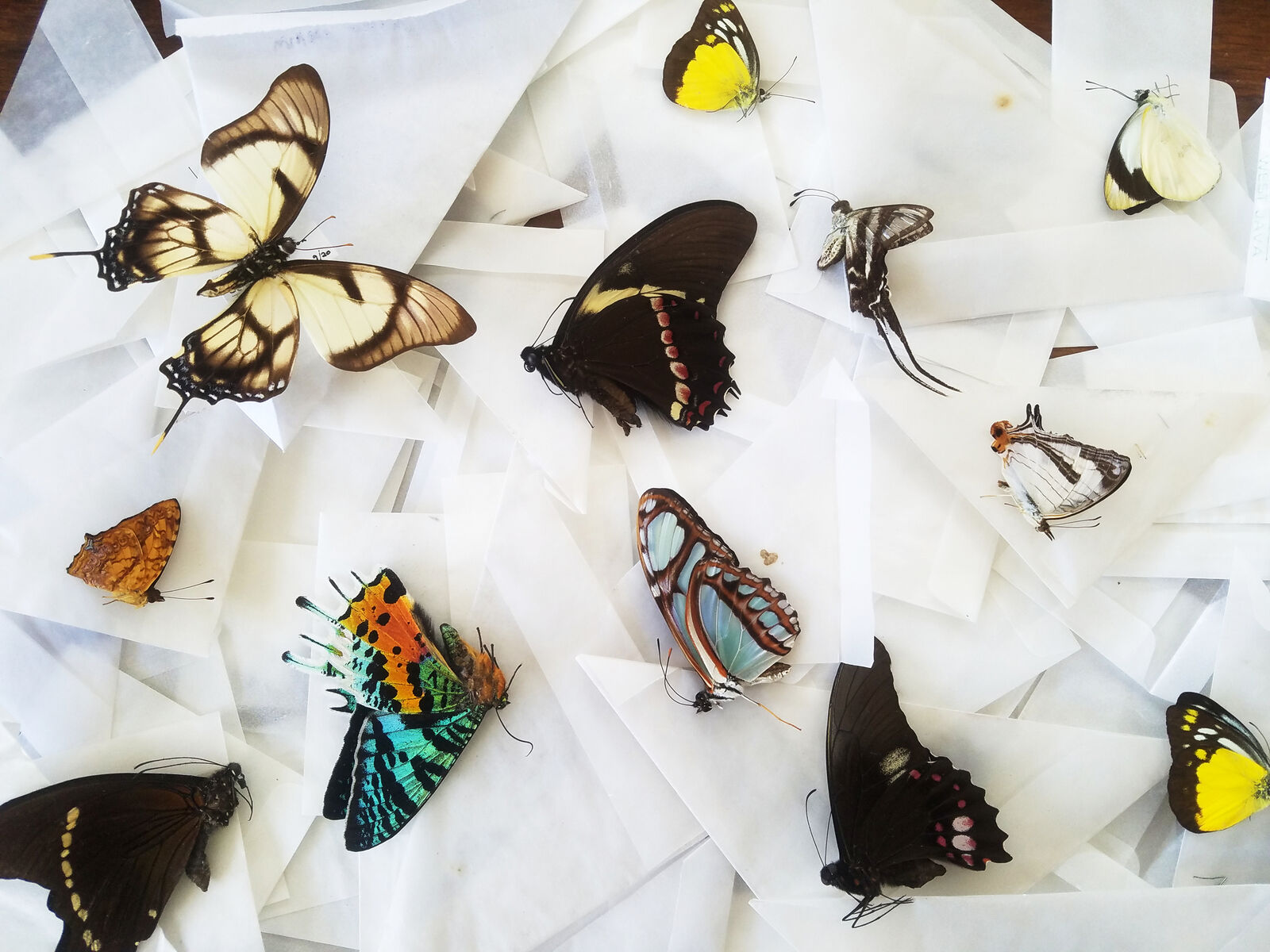 Mixed Lot of 10 REAL Butterflies TROPICAL SHIPS FROM USA Bulk, WHOLESALE