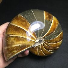 TOP 1115g  Natural conch Ammonite fossil specimens of Madagascar 562 picture