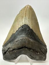 Megalodon Shark Tooth 5.81” Huge - Authentic Fossil - Carolina 17983 picture