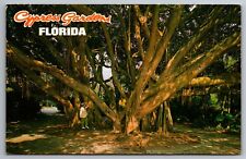 Postcard The Banyan Tree Cypress Gardens Florida    G 9 picture