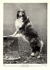 1930s Antique COLLIE Dog Print Heatherbourne Sheila Collie Print 3816-E picture