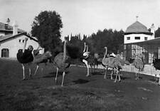 Italy Trieste Istria Friuli orientale Brioni Island ostriches p 1920 Old Photo 1 picture