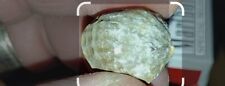 Unopen, Fossilized,  33ct Opal Claim Shell picture