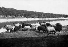 Italy Trieste Istria Friuli orientale Brioni Island sheep grazi- 1920 Old Photo picture