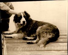 GA163 Original Underwood Photo BEAUTIFUL DOG Man's Best Friend Gorgeous Long Fur picture