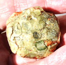 Gembone Dinosaur (Mini Ball Joint) Jurassic Jewelry Gem Amulet Agatized 35gr picture