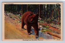 Hayward WI-Wisconsin, General Greetings, Bear, Antique Vintage Souvenir Postcard picture