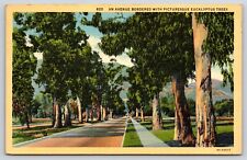 California, Eucalyptus Trees, Landscape, Antique, Vintage Postcard picture
