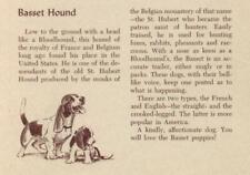 Basset Hound - CUSTOM MATTED - Vintage Dog Art Print - 1954 M. Dennis picture