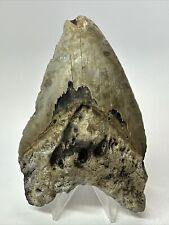 Megalodon Shark Tooth 5.09” Unique - Colorful Fossil - Authentic 17985 picture