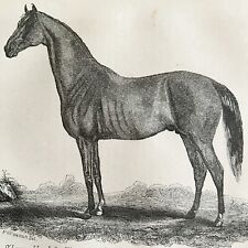 Balrownie Thoroughbred Stallion 1863 Victorian Agriculture Horse Art DWZ4A picture