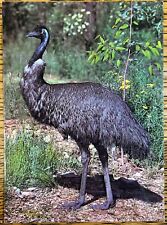 The Emu Vintage Color Photo Postcard, National View Australia Unposted Card picture