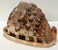 Seashell Large Size 125 mm From collection Rare and Beautiful picture