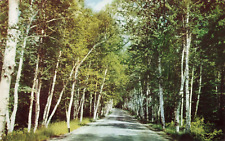 Shelburne NH New Hampshire, Famous Birch Road, White Mountains, Vintage Postcard picture