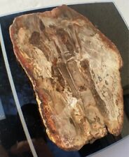 Petrified Wood Slab 344 Gram/both Sides Polished,Bark Ring On/Beautiful Specimen picture