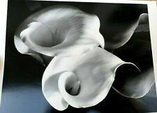 Two Callas 1929 Photograph by Imogen Cunningham POSTCARD unposted IC-2 floral picture