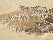 50 Million Year Old Diplomystus FISH Fossil With Stand From Wyoming 337gr picture