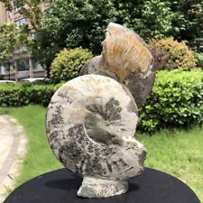 2390G TOP Natural Beautiful ammonite fossil conch Crystal specimen healing 1526 picture