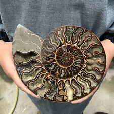 280g+Natural Ammonite Disc quartz crystal Fossil Conch Specimen Healing 1PC picture