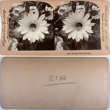 Flower, Night-blooming cereus, Vintage Albumen Print, 1898, Stereo Print Vintage picture