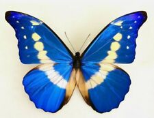 LOT OF 2 MORPHO HELENA MALE A1 UNMOUNTED WINGS CLOSED PERU picture