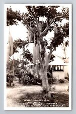Coral Gables FL-Florida RPPC Famous Sausage Tree Tropic Gardens Vintage Postcard picture