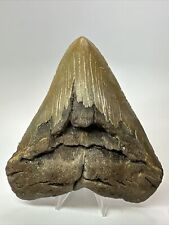 Megalodon Shark Tooth 5.35” Authentic - Wide Fossil - Natural 17982 picture