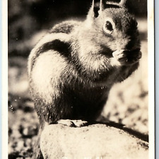 c1950s Rocky Mountain Park, CO RPPC Cute Chipmunk Closeup Eating Real Photo A199 picture