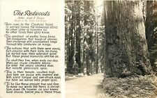 The Redwoods Path Through Tall Trees Strauss Poem RPPC Postcard picture