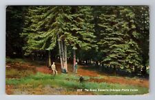 Platte Canon CO-Colorado, The Grove Cassells, Antique, Vintage c1909 Postcard picture
