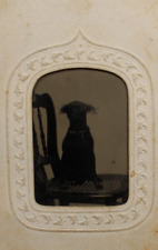 c1860/70s Tintype Mini Pinscher Like Dog Portrait In CDV Paper Case D4176 picture