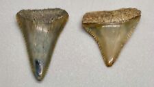 Pair of colorful, serrated Fossil GREAT WHITE Shark Teeth, St. John's River FL picture