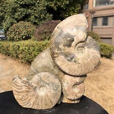 2150G TOP Natural Beautiful ammonite fossil conch Crystal specimen healing 235 picture