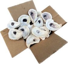 Oyster Shells Lot Of 50, Cleaned 2”-4+”, Great for crafts or weddings placards picture